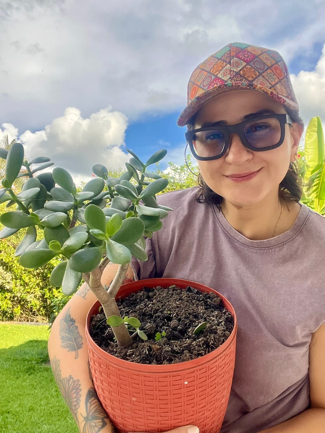 Crassula ovata o árbol de jade