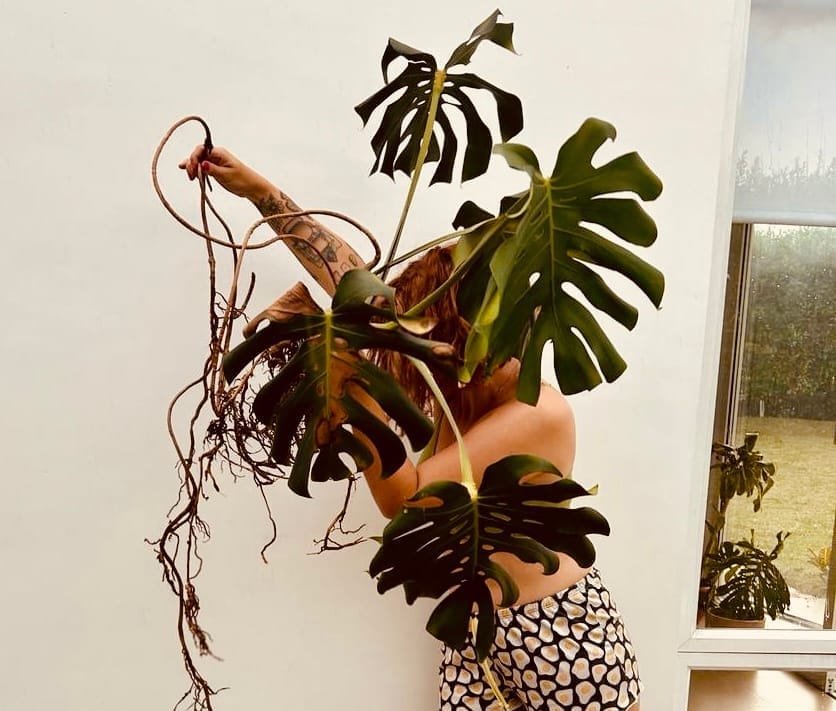 Monstera en la habitación de Cindy