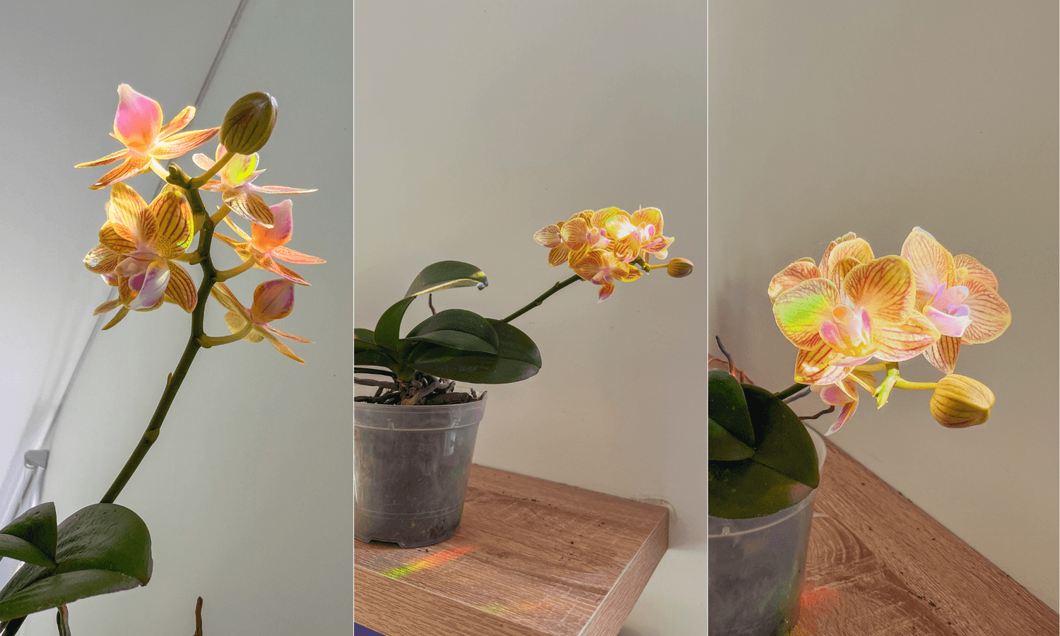 Orquídeas en la habitación de Cindy
