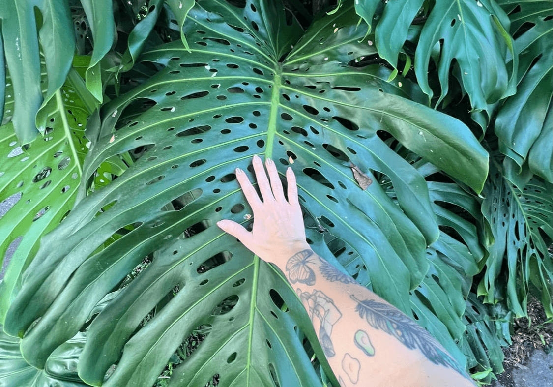 Portada de La fotosíntesis: cómo las plantas convierten la luz en vida