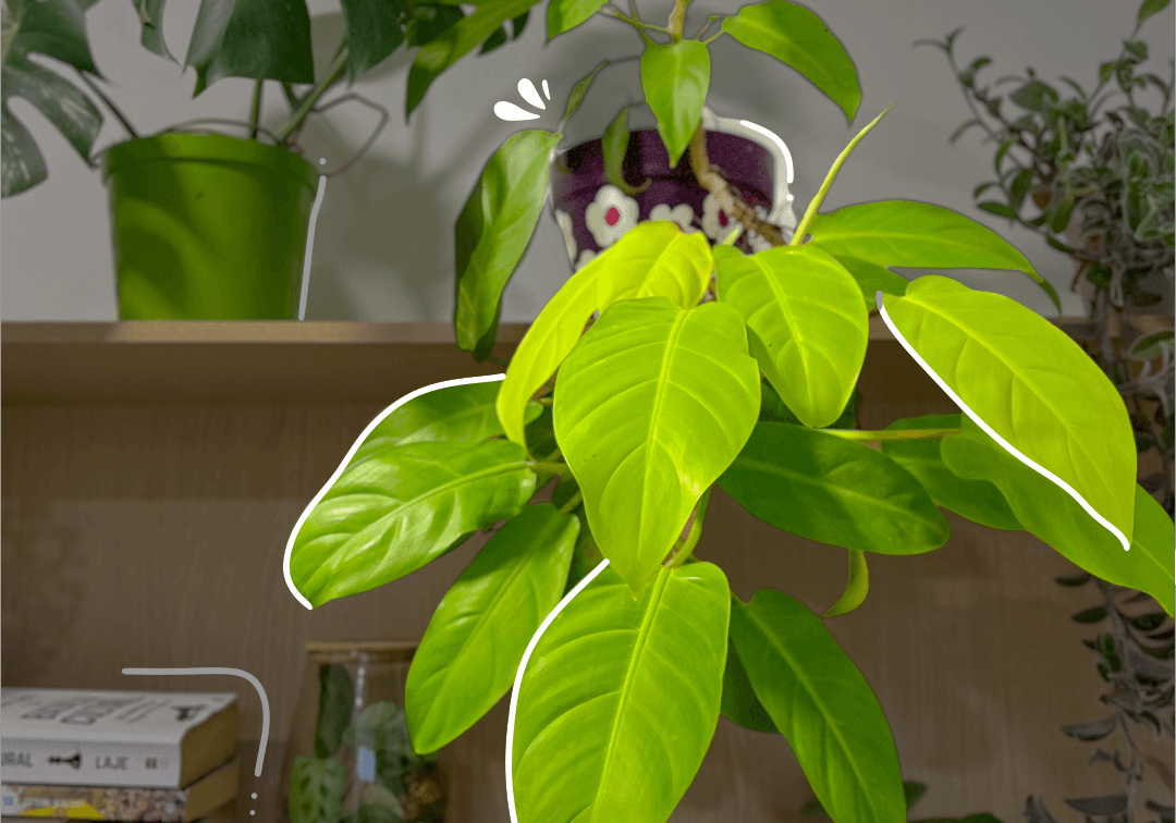 Portada de Así propagué mi Philodendron Limón (y llené otro rincón de verde)